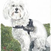 Mi perro Nahi con acuarelas y detalles en tinta blanca. Traditional illustration project by Sara Martínez - 09.23.2021