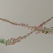 Mi Proyecto del curso: Ilustración botánica con acuarela. Calluna.. Traditional illustration, Fine Arts, Painting, Drawing, Watercolor Painting, and Botanical Illustration project by mercecarr - 09.24.2021