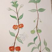 Meu projeto do curso: Aquarela botânica: ilustre a anatomia das flores . Ilustrasi tradisional, Seni Rupa, Lukisan, Menggambar, Lukisan Cat Air & Ilustrasi Botani proyek oleh Camilla Waltrick - 09.22.2021