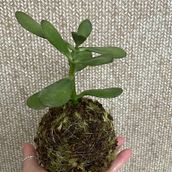 Meu projeto do curso: Kokedama: crie vasos naturais de musgo. Arts, Crafts, Interior Design, L, scape Architecture, Decoration, DIY, Floral, and Plant Design project by Ana Klícia Carneiro Arruda - 09.25.2021