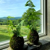 Mi Proyecto del curso: Kokedamas: crea macetas naturales de musgo. Un projet de Artisanat, Design d'intérieur, Pa, sagisme, Décoration, DIY , et Art floral et végétal de Alejandra Alcántara - 25.09.2021