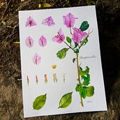 Três Marias - Bougainvillea. Ilustração tradicional, Artes plásticas, Pintura, Desenho, Pintura em aquarela e Ilustração botânica projeto de Manoela Pietta Lorenzi - 25.09.2021