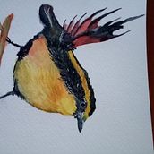 Mi Proyecto del curso: Ilustración naturalista de aves con acuarela. Projekt z dziedziny Trad, c, jna ilustracja, Malowanie akwarelą, R, sunek realist, czn, Ilustracja naturalist i czna użytkownika nfguzmansalinas - 26.09.2021