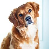 Mi Proyecto del curso: Introducción a la fotografía de perros. Photograph, Portrait Photograph, Studio Photograph, Documentar, Photograph, Lifest, le Photograph & Interior Photograph project by Cheshire Doll - 09.28.2021