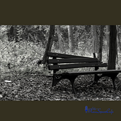 A Branch Falls in Karura forest . Scriere, Creativitate, Storytelling și Narrativ de Anthony Mwaura - 09.28.2021