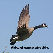 Mi Proyecto del curso: Escritura de cuentos infantiles para principiantes: Aldo, el ganso atrevido.. Writing, Creating with Kids, Narrative, Stor, and telling project by Miryam Elisa Bramajo - 09.21.2021