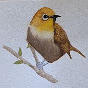 My project in Artistic Watercolor Techniques for Illustrating Birds course. Traditional illustration, Watercolor Painting, Realistic Drawing, and Naturalistic Illustration project by sangelo - 09.30.2021