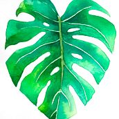 Mi Proyecto del curso: Ilustración botánica con acuarela. Traditional illustration, Fine Arts, Painting, Drawing, Watercolor Painting, and Botanical Illustration project by ckzamora - 10.01.2021