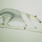 31 days 31 drawings 2021. Traditional illustration project by tamandua86 - 10.02.2021