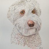 ELLA, One of our dogs in watercolour. Un proyecto de Ilustración tradicional, Pintura a la acuarela, Dibujo realista e Ilustración naturalista				 de aireyarts - 29.09.2021