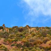 Mi Proyecto del curso: Fotografía de paisaje y naturaleza. Fotografia, Fotografia em exteriores, Fotografia para Instagram, Fotografia documental, e Composição fotográfica projeto de Héctor Verdugo - 06.08.2022