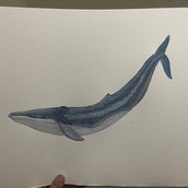 Mi Proyecto del curso: Técnicas de ilustración naturalista: ballenas en acuarela. Un proyecto de Ilustración tradicional, Diseño de carteles, Ilustración digital y Manga de Johana RomEro Rodriguez - 03.10.2021