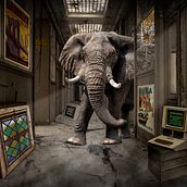 Wild elephant at Cinema Studios. Photograph, Photograph, Post-production, VFX, Photo Retouching, Fine-Art Photograph, Photographic Composition, and Photomontage project by Francesc Morera - 10.01.2021