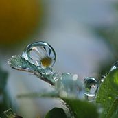 Mi Proyecto del curso: Introducción a la fotografía macro. Un proyecto de Fotografía, Fotografía digital, Fotografía en exteriores, Fotografía para Instagram, Fotografía artística, Composición fotográfica y Retoque fotográfico de Wendy Fabiola LETRAUBLON - 03.10.2021