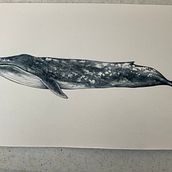 Mi Proyecto del curso: Técnicas de ilustración naturalista: ballenas en acuarela . % galiaarte tarafından hazırlanan Geleneksel illüstras, on, Poster Tasarımı, Dijital İllüstras, on, Ve Manga projesi - 10.04.2021