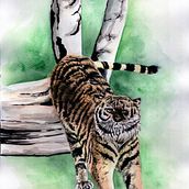 Mon projet du cours : Illustration scientifique d'animaux à l'aquarelle. Traditional illustration, Watercolor Painting, Realistic Drawing, and Naturalistic Illustration project by Claire Chartier - 10.05.2021