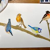 Birds. Traditional illustration project by Maria Broadbridge - 10.05.2021