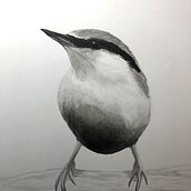 Nuthatch. Traditional illustration project by Maria Broadbridge - 10.05.2021
