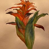 My project in Botanical Sketchbooking: A Meditative Approach course. Traditional illustration, Sketching, Drawing, Watercolor Painting, Botanical Illustration, and Sketchbook project by nijoint - 10.07.2021