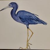 Mein Kursprojekt: Naturalistische Aquarellillustration von Vögeln. Traditional illustration, Watercolor Painting, Realistic Drawing, and Naturalistic Illustration project by iwan - 10.07.2021