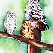 Mon projet du cours : Techniques artistiques d'aquarelle pour illustrer les oiseaux. Traditional illustration, Watercolor Painting, Realistic Drawing, and Naturalistic Illustration project by Claire Chartier - 10.08.2021