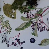 My project in Botanical Illustration with Watercolors course. Traditional illustration, Fine Arts, Painting, Drawing, Watercolor Painting, and Botanical Illustration project by Lubica Balunova - 10.08.2021