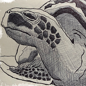 Marine turtle. Traditional illustration, Sketching, Creativit, Drawing, and Sketchbook project by Bruno Fernandes - 09.30.2021