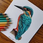 Kingfisher with Prismacolor Premier. Traditional illustration project by Lidia - 10.11.2021