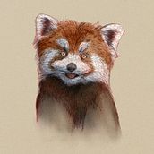 My project in Naturalist Animal Illustration with Procreate course. Een project van Traditionele illustratie, Digitale illustratie, Realistische tekening y Naturalistische illustratie van luqmanrazlan - 11.10.2021