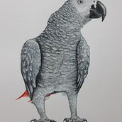 My project in Naturalist Bird Illustration with Watercolors course. Traditional illustration, Watercolor Painting, Realistic Drawing, and Naturalistic Illustration project by Olha Dembytska - 10.08.2021