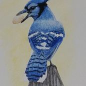 My project in Artistic Watercolor Techniques for Illustrating Birds course. Traditional illustration, Watercolor Painting, Realistic Drawing, and Naturalistic Illustration project by csteele7 - 10.12.2021