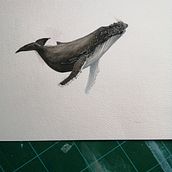 My project in Naturalist Illustration Techniques: Whales in Watercolor course. Traditional illustration project by Caroline Finn - 09.28.2021