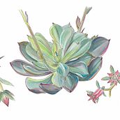 My project in Botanical Sketchbooking: A Meditative Approach course. Un progetto di Illustrazione tradizionale, Bozzetti, Disegno, Pittura ad acquerello, Illustrazione botanica e Sketchbook di Ylenia Vimercati Molano - 12.10.2021