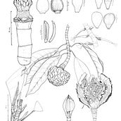 Magnolia Sp. Nov2 plancha. Un proyecto de Ilustración botánica de Angélica María - 13.10.2021