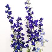 Secado de flores eco responsables Ein Projekt aus dem Bereich H und werk von Paula Visne - 13.10.2021