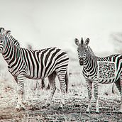 Evolución animal. Photomontage, and Traditional illustration project by Christian Martinez - 10.14.2021