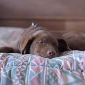 Mi Proyecto del curso: Fotografía lifestyle de perros. Photograph, Portrait Photograph, Instagram Photograph, Documentar, Photograph, Lifest, and le Photograph project by fernando_epg - 10.14.2021