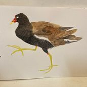 My project in Naturalist Bird Illustration with Watercolors course. Un proyecto de Ilustración tradicional, Pintura a la acuarela, Dibujo realista e Ilustración naturalista				 de Gorina Maria - 17.10.2021