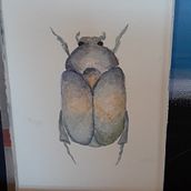 My project in Naturalist Illustrations with Watercolors: Drawing and Composition course. Traditional illustration, Drawing, Watercolor Painting, and Naturalistic Illustration project by Kathleen Willoughby - 10.18.2021