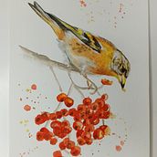 Meu projeto do curso: Técnicas expressivas de aquarela para ilustração de pássaros. Ilustração tradicional, Pintura em aquarela, Desenho realista e Ilustração naturalista projeto de Sabrina Eliza Rodrigues - 16.10.2021