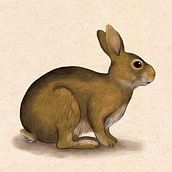 My project in Naturalist Animal Illustration with Procreate course. Traditional illustration, Digital Illustration, Realistic Drawing, and Naturalistic Illustration project by natelilly - 10.19.2021