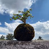 Mi Proyecto del curso: Kokedamas: crea macetas naturales de musgo. Un progetto di Artigianato, Interior design, Paesaggismo, Interior Design, DIY e Design floreale e vegetale di Karla GA - 20.10.2021