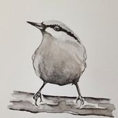 My project in Artistic Watercolor Techniques for Illustrating Birds course. Traditional illustration, Watercolor Painting, Realistic Drawing, and Naturalistic Illustration project by Michelle Harvey - 10.20.2021