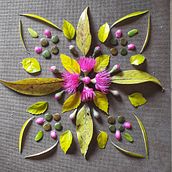 Mandala Floral. Un progetto di Fotografia e Illustrazione botanica di Eveline Peres - 19.10.2021