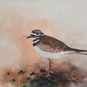 Killdeer Painting. Un proyecto de Pintura a la acuarela de Tyler Scott - 20.10.2021