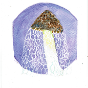 Phallus indusiatus - "veiled lady". Watercolor Painting, Painting, Naturalistic Illustration, Traditional illustration, and Botanical Illustration project by Rune Davino-Collins - 10.21.2021