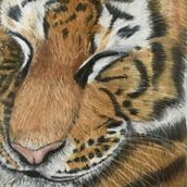 Tiger snoozing . Projekt z dziedziny Trad, c i jna ilustracja użytkownika Debbie Leigh - 23.10.2021