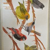 My project in Artistic Watercolor Techniques for Illustrating Birds course. Traditional illustration, Watercolor Painting, Realistic Drawing, and Naturalistic Illustration project by Louise Duffett - 10.05.2021