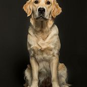 Mi Proyecto del curso: Fotografía lifestyle de perros . Fotografi, Fotografi Potret, Fotografi Instagram, Fotografi Dokumenter, Dan Fotografi Gaya Hidup proyek oleh Juan Carlos Centellas - 10.24.2021