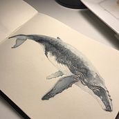 Meu projeto do curso: Técnicas de ilustração naturalista: baleias em aquarela. Projekt z dziedziny Trad, c, jna ilustracja,  Projektowanie plakatów, Ilustracja c, frowa i Manga użytkownika Yukie Kabashima - 25.10.2021